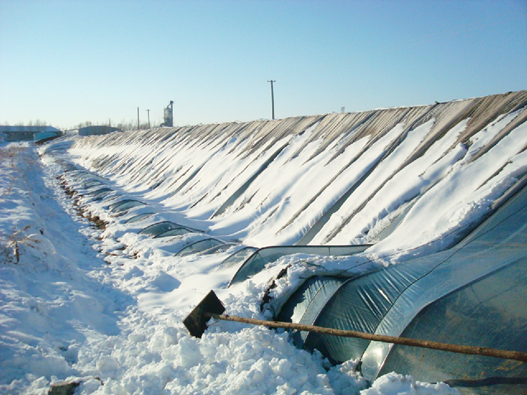 崔老師發(fā)壓塌溫室750.jpg 崔老師發(fā)壓塌溫室750.jpg